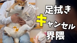 足拭きが嫌でママに蹴りを入れようとする柴犬