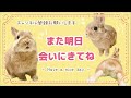 【朝から運動力の高さを見せつけてきました🐰】毎日の30秒ひなちゃん🐰✨【2025.02.10のひな】 うさぎ