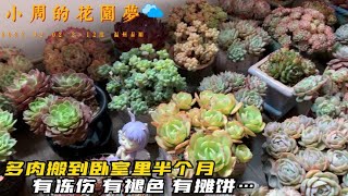 小周养多肉：多肉搬进小黑屋半个月，没有想到不仅有褪色的还有冻伤的、摊饼的｜多肉植物