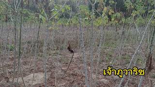 #ต่อไก่ป่าep56 ไก่ป่าหนุ่มๆสวยๆ หมานๆครับ23/01/2567