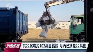 彰化雲林再爆H5N1禽流感疫情 防疫所大量撲殺鵪鶉和蛋雞｜20230130 公視晚間新聞