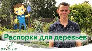 Распорки и подвязки для деревьев. Зачем? Когда? Как?