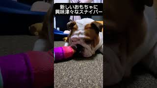 おもちゃあげてもすぐ壊しちゃうよね！楽しんでくれたらそれでいい！ #bulldog #dog #pets #ブルドッグ #ブルドッグのいる生活 #犬 #犬のいる暮らし #shorts