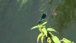 Banded Demoiselle