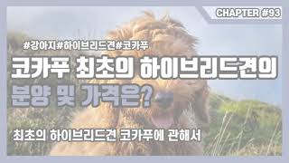 코카푸 최초의 하이브리드견의 분양 및 가격은?