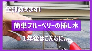 【ブルーベリー】挿し木、暖地の早植えでさらに成長を加速！