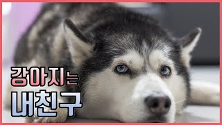 강아지는 내친구 | 홍콩 츈완 강아지 놀이터 | Tsuen Wan Pet Garden | HK