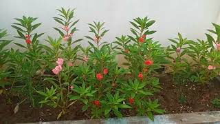 ఈ రోజు మా గార్డెన్ లో లింగాక్షరి పూలు (Balsam flowers )చూద్దామా.