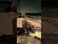 水族館アクアパーク品川カピバラ　capybara at aqua park shinagawa in tokyo japan 【3児シンママのアメリカと日本生活】　 capybara カピバラ