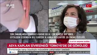 Asya Kaplan sivrisineği Türkiye'de de görüldü