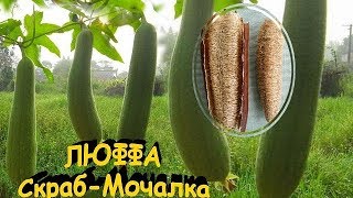 ЛЮФФА-МОЧАЛКА-СКРАБ ПОДАРЕННАЯ ПРИРОДОЙ У МЕНЯ НА ДАЧЕ  ОТ А ДО Я