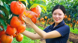 Harvesting Mutant Persimmon Tree Go To The Market Sell, Take Care Garden|Harvesting Farm Produce