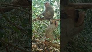 Other monkeys ep 284 #rathangkor #monkey #animals