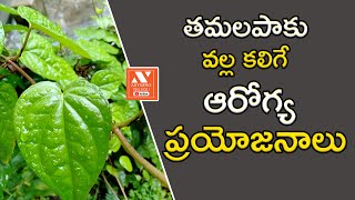 తమలపాకు వల్ల కలిగే  ఆరోగ్య ప్రయోజనాలు..! | Health Benefits of Betel Leaf | Any News Telugu