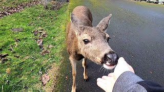 a wild deer with pretty eyes :: 눈이 예쁜 야생사슴 (2023. 2.17)