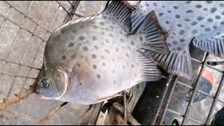 Fishing by fishing hook at fisheries Harbour _ Valaichchenai _ Sri Lanka part-2 @Fishing_spot_sl