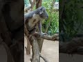 王子動物園 ピョンピョンのピーター🐨コアラ