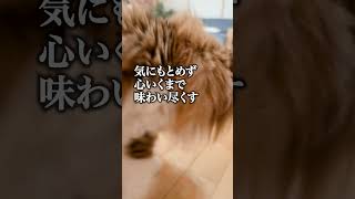 猫とロボット掃除機の力関係 #shorts