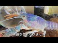 ザリガニ飼育47「親子ザリガニの成長」こっちゃんの生き物係