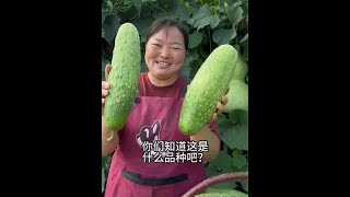 하나의 오이는 2kg 이상으로 자랄 수 있습니다. 이것이 어떤 종류의 오이인지 누가 압니까? # 순수한 자연 녹색 음식 # 내 나라 생활 # 오이