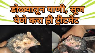 डोळ्यातून पाणी किंवा सूज येणे / coryza treatment / कोरयझा #eyeproblames #poultryfarm #hen