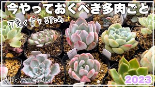 【多肉植物】以后的生长会有差异❣️【园艺】