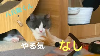 全く遊ぶ気がない子猫はこちらです【ブリティッシュショートヘア】