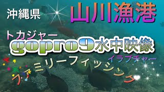 gopro9で水中映像、釣りポイント沖縄　山川漁港⑰