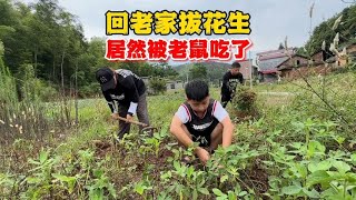 叉子术后回老家拔花生，花生居然被老鼠吃掉了【叉子闯四海】