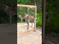 dog prank mirror funny video #funny #comedy #dog