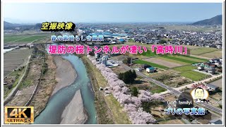 高時川の桜トンネル が凄い！ ( ドローン空撮　drone４ｋ動画）