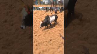 தெறி 🔥🔥🔥#ஜல்லிகட்டு #jallikattu #shorts #ytshorts #viralshorts