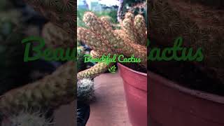 කොච්චර බැලුවත් එපාවෙන්නේ නැති Cactus 😍🌵#cactus