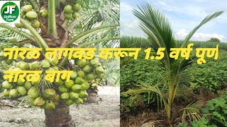 नारळ लागवड करून 1.5 वर्ष पूर्ण झालेली नारळ बाग coconut farming Maharashtra