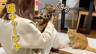 ママに迫られてどんどん顔が潰れていく猫が可愛すぎる！笑