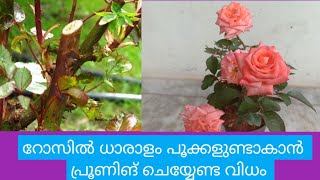 How to prune Rose plant for maximum bloom  റോസ്  ഒരുപാടു പൂക്കുവാൻ പ്രൂണിങ് ചെയ്യേണ്ട വിധം