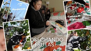 Cosechando frutas de temporada/otra pasión que le guste a mi mamá aparte del jardín