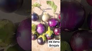 #రక రకాల brinjals#shorts#organic