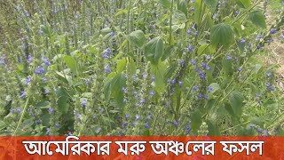 এই শস্য পুষ্টিগুণে ভরপুর সুপার ফুড নামে পরিচিত। এই খাদ্য শস্যটি উত্তর আমেরিকার মরু অঞ্চলের ফসল