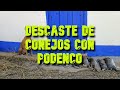 DESCASTE DE CONEJOS CON PODENCO EN TOLEDO