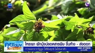 เกษตรสร้างชาติ : โหระพา ผักบุ้งปลอดสารพิษ ขึ้นห้าง-ส่งออก | สำนักข่าวไทย อสมท