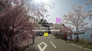 海津大崎-桜- マキノ→木之本へ -2018.04.05- Powered by GoPro HERO5Black