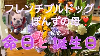 フレンチブルドッグぽんずの母と息子❣️命日と誕生日🍀