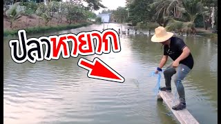 ลุงตั้มฝึกทอดแห เจอปลาหายาก บึงบางเลน | เด็กตกปลา