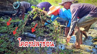 โคตรวังปลาช่อนยักษ์ใหญ่ที่สุดของสระปี 67 สระป่าไม้รกทึบเจ้าถิ่น 20 กว่าตัว