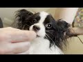 how our dogs take a bath papillon care