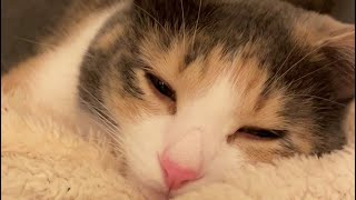 ふみふみしてたら眠くなるねこ。