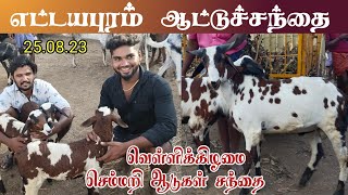 25.08.23/Ettayapuram Friday sheep market / ஒரிஜினல் பந்தய கிடாய் குட்டிகள்