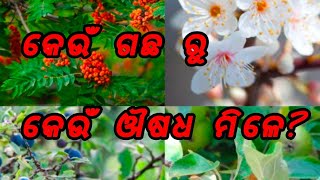 କେଉଁ ଗଛ ରୁ କେଉଁ ଔଷଧ ମିଳେ? #odia #medicine #trees #motivationalvideo