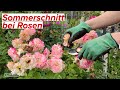 Rosen schneiden im Sommer! Das solltest du beim Sommerschnitt deiner Rosen beachten!